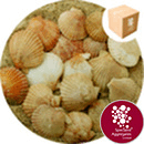 Sea Shells - Natural Queenie Scallop - 8939
